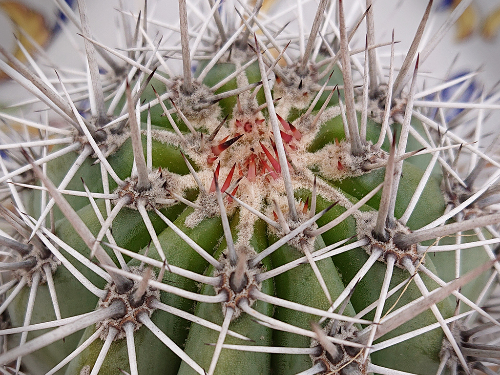 P. pringlei.jpg