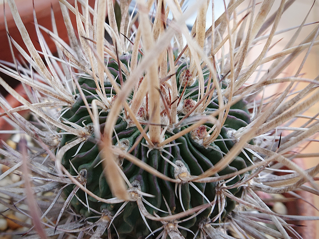 S. crispatus.jpg