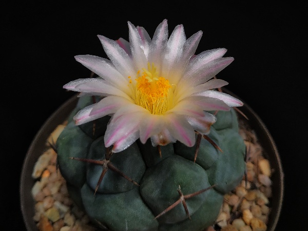 Thelocactus hexaedrophorus