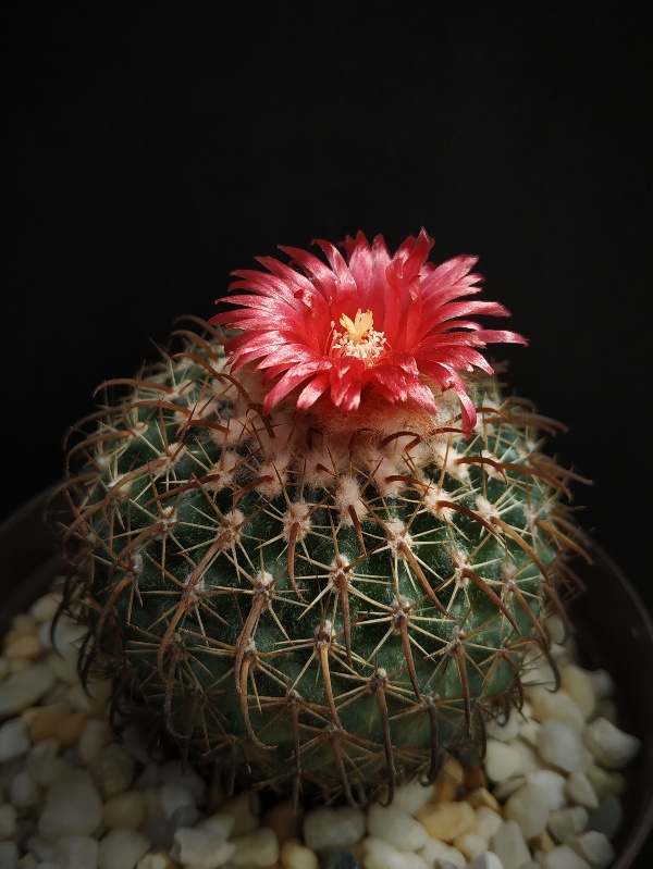 Parodia samaensis ssp rosarioana