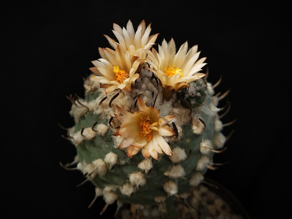 Turbinicarpus macrochele