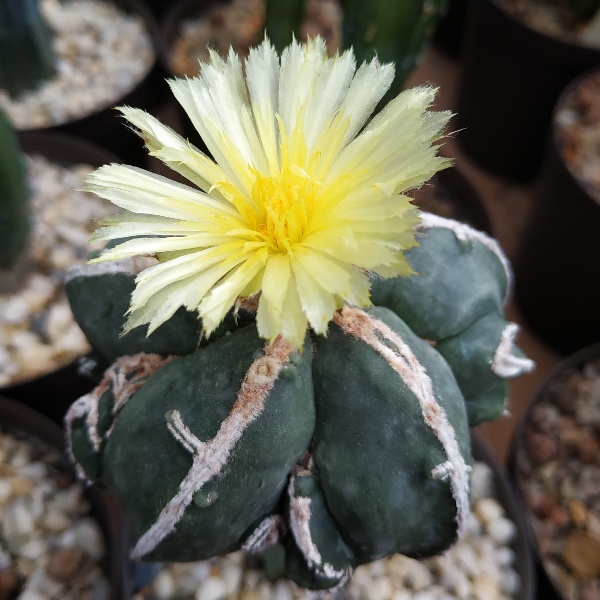 Astrophytum myriostigma cv &quot;Fukuryu Hakujo&quot;