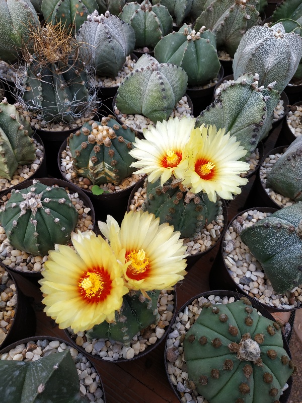 Astrophytum asterias x capricorne