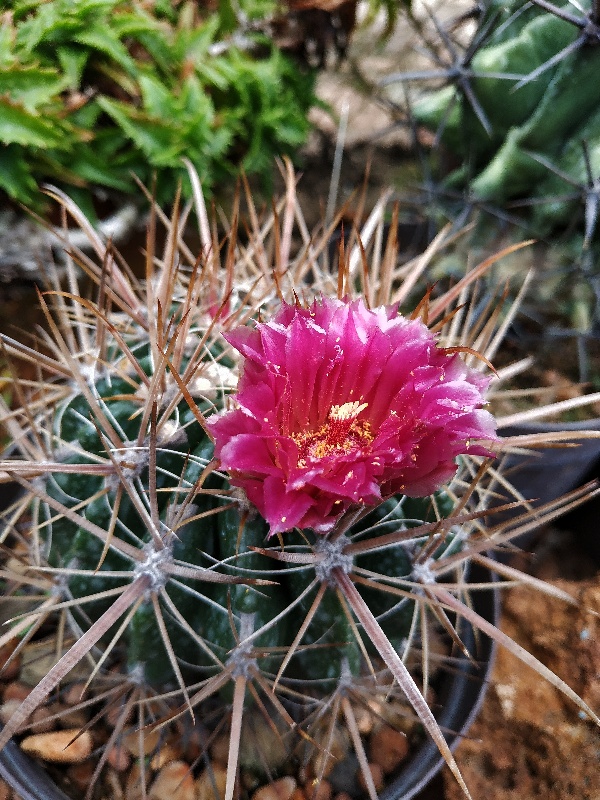 Ferocactus fordii