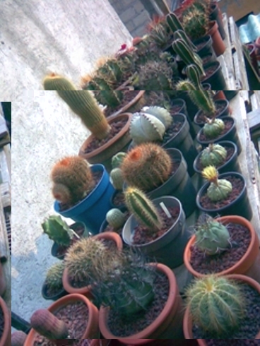 Cactus panoramica.JPG