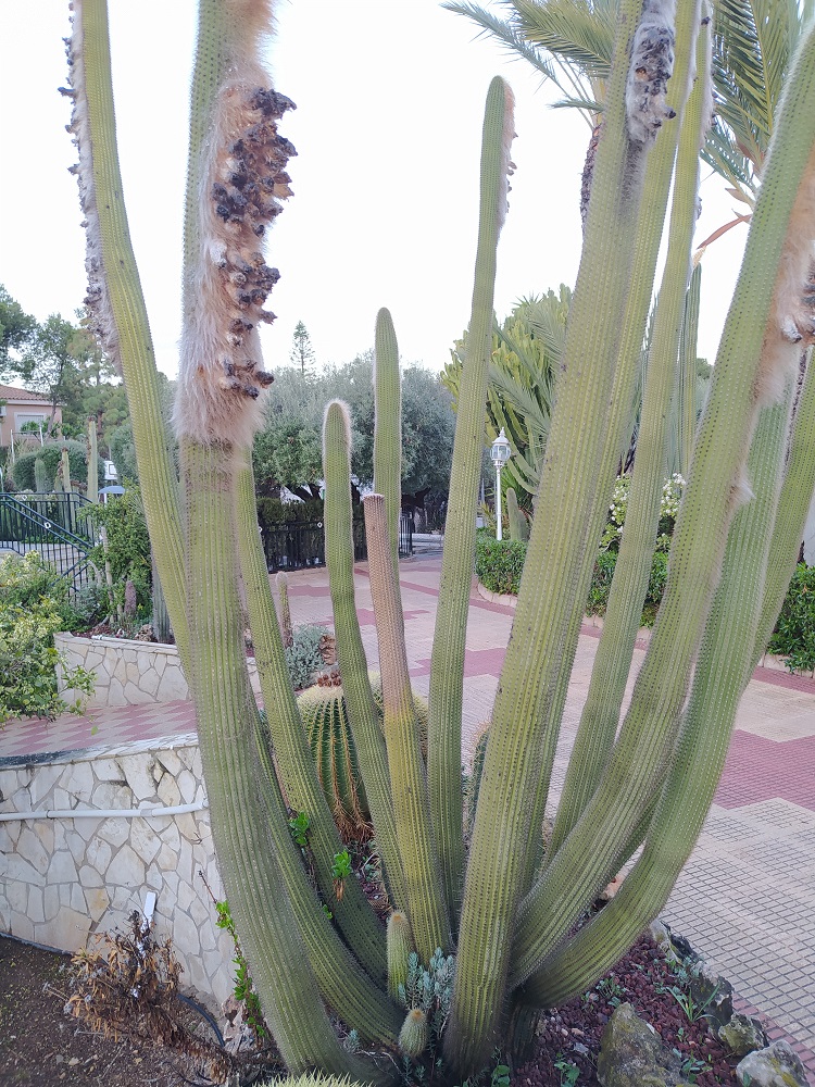 Cactus2.jpg