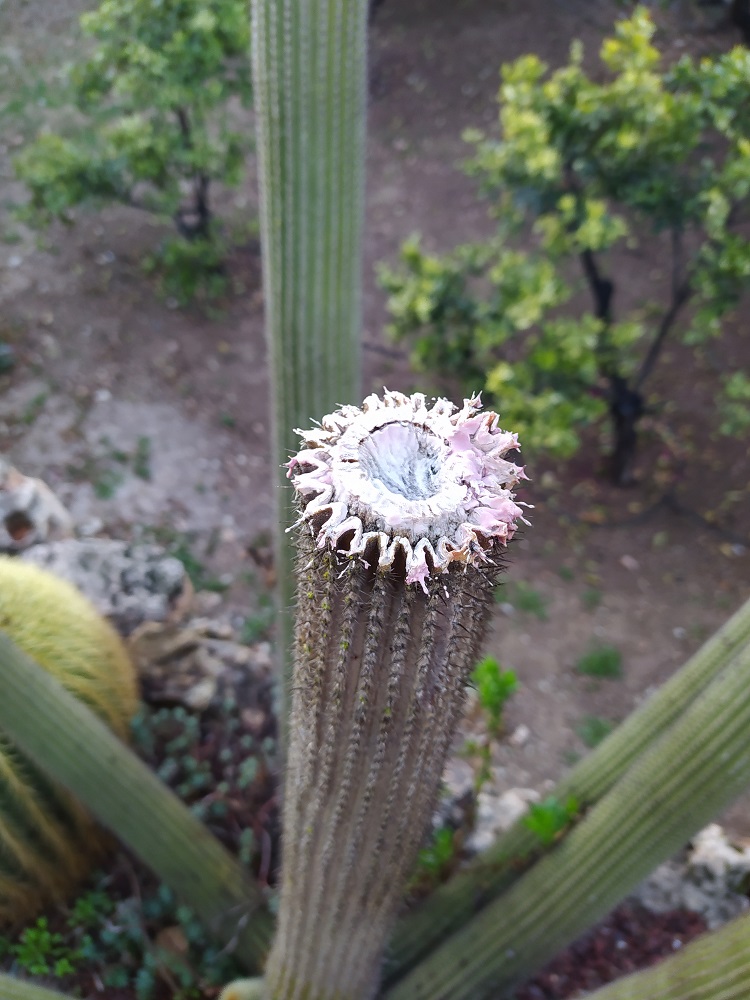 Cactus3.jpg