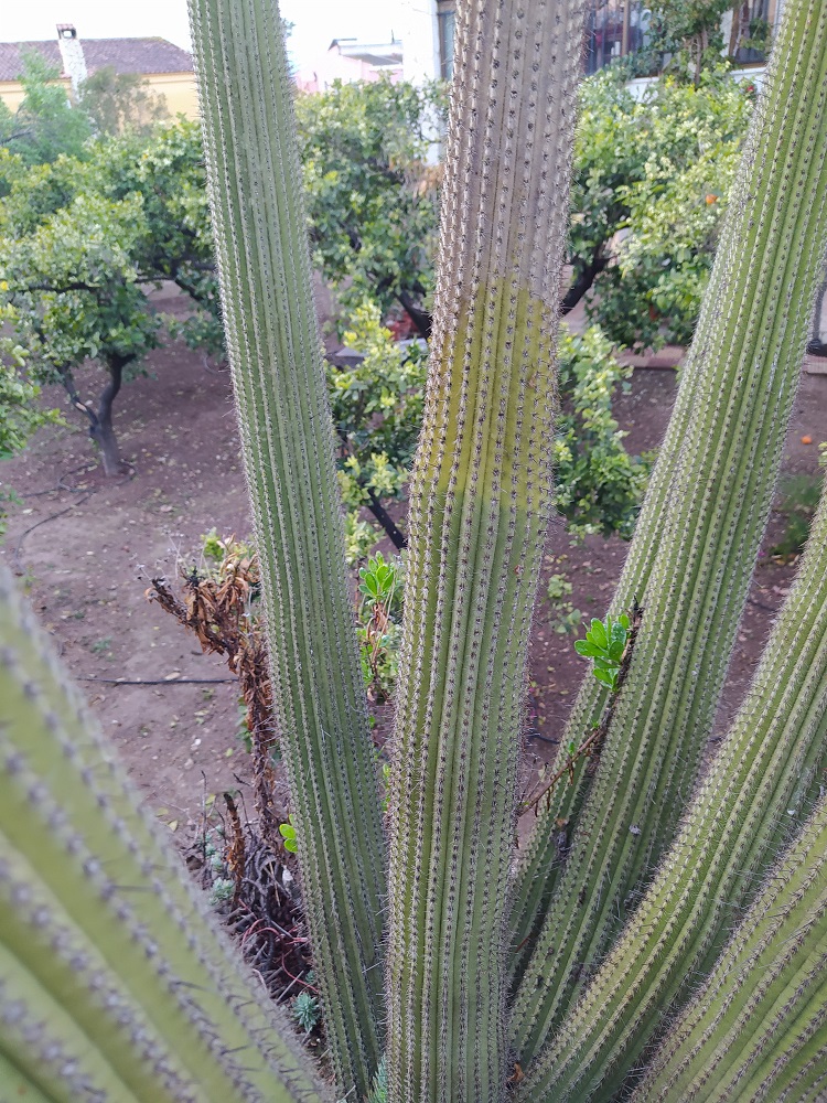 Cactus1.jpg