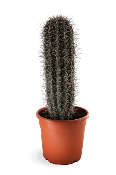 Imagen de cactus parecido al mío.