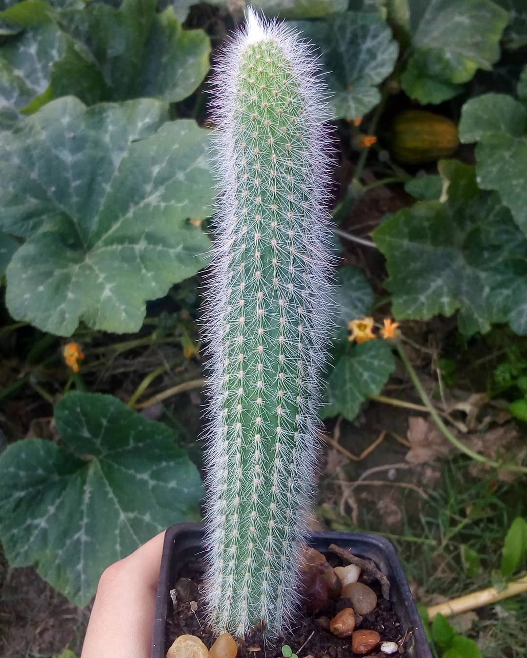 Imagen de cactus parecido al mío.