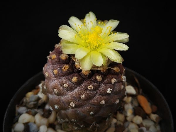 Copiapoa hypogaea