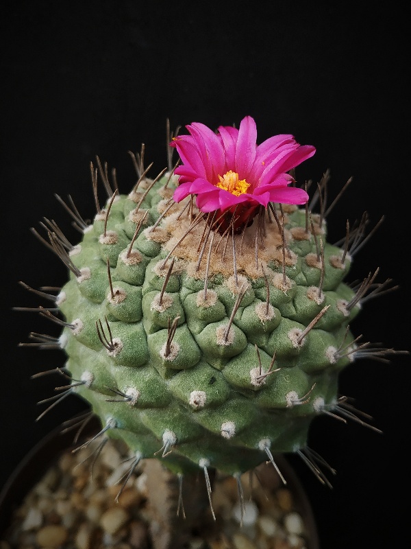 Strombocactus disciformis ssp esperanzae