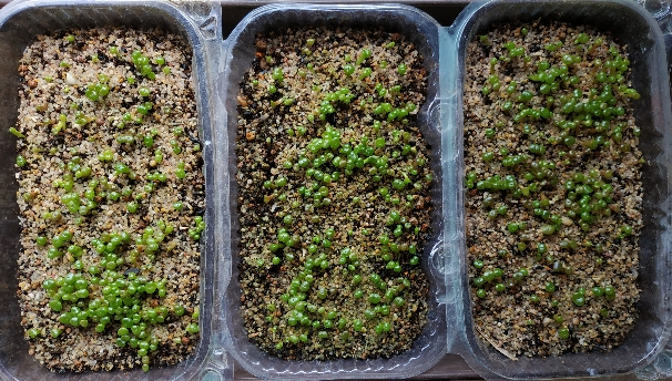 Mix de Lithops