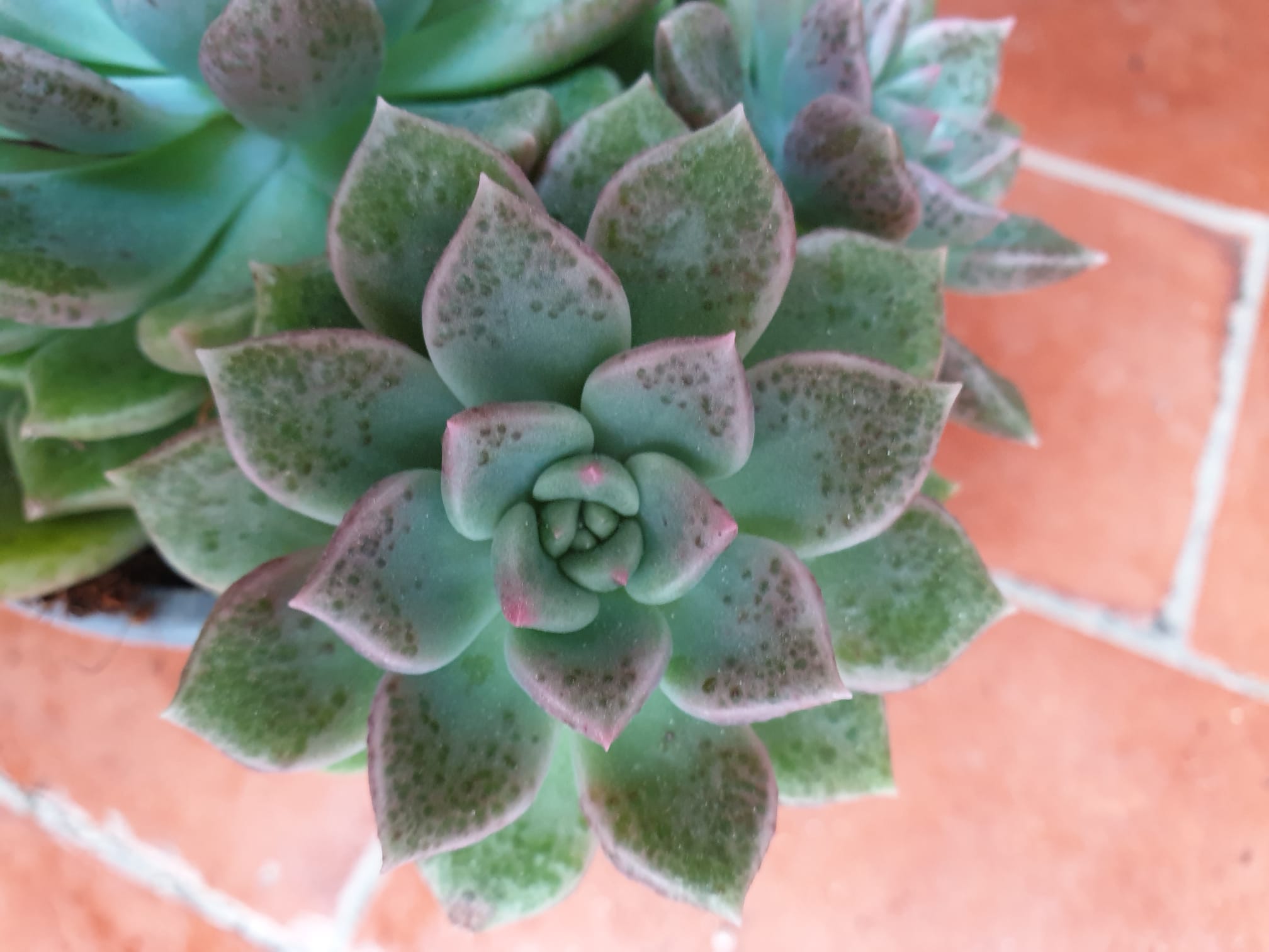 D6777239-72A2-4425-9ABE-039343D76683.jpeg