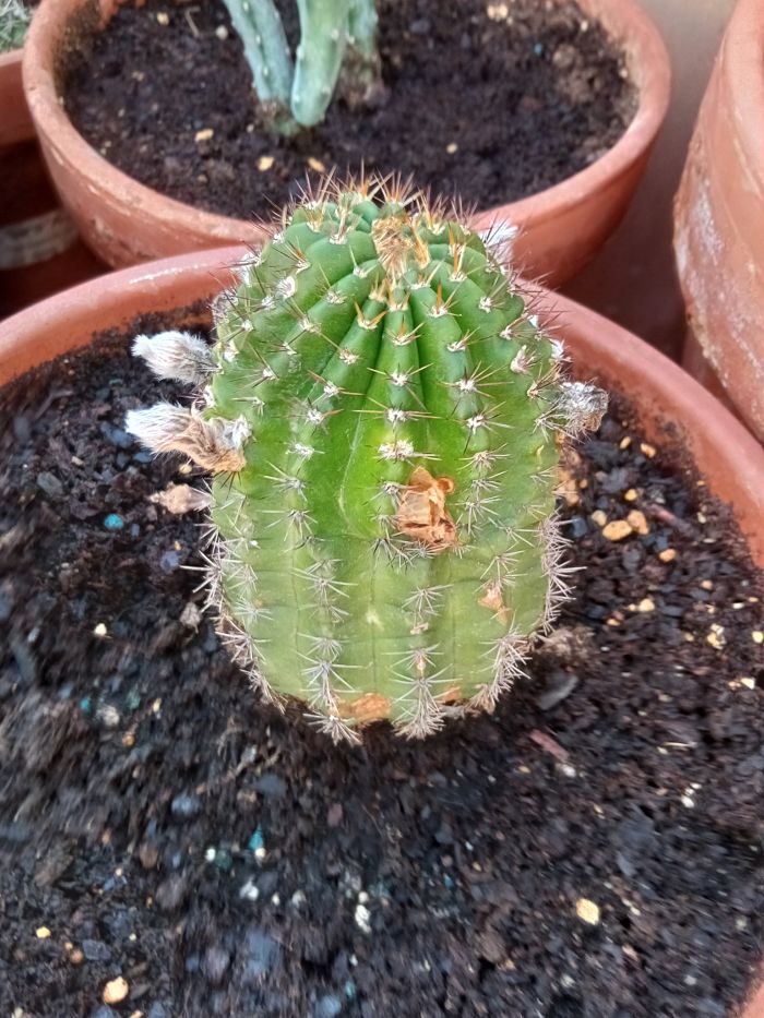 110 Echinocereus enneacanthus f_opt.jpg