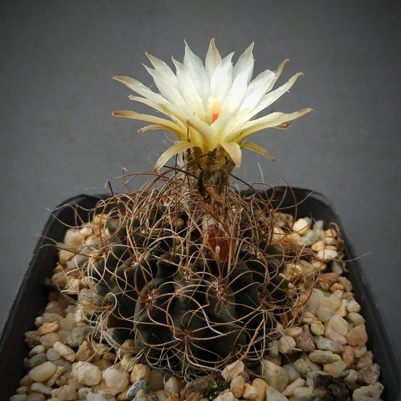 Eriosyce taltalensis ssp pilispina