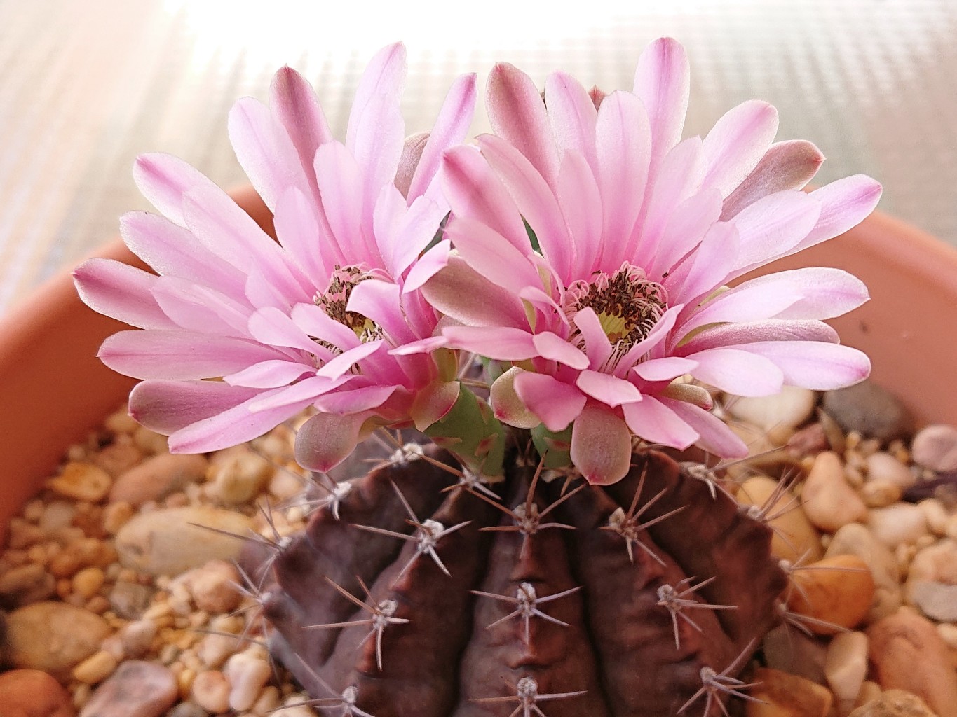 Stenopleurum