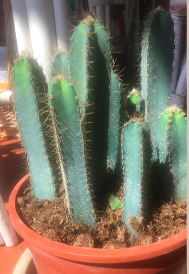 cactus.png