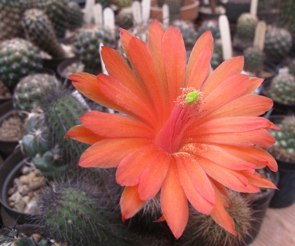 Echinocereus scheerii v koehresianus