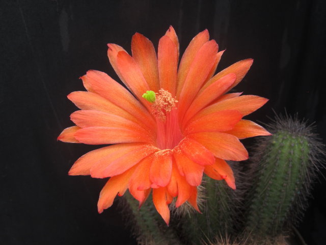 Echinocereus scheerii v koehresianus