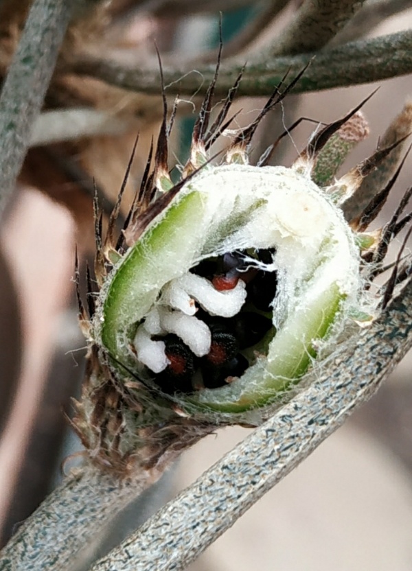 Astrophytum (Digitostigma) caput medusae (fruto)