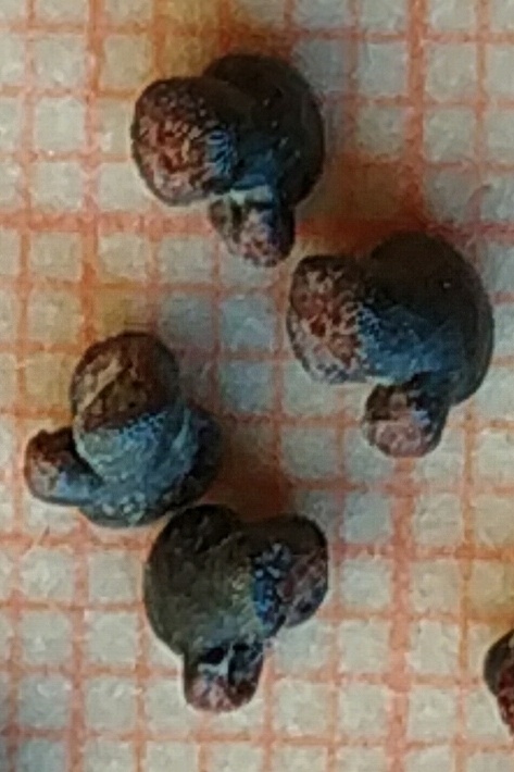 Semillas de Astrophytum caputmedusae