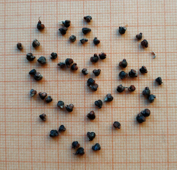 Semilla de Astrophytum caputmedusae