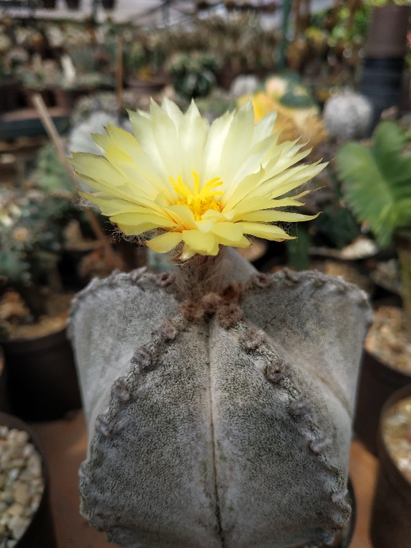 Astrophytum coahuilense 2