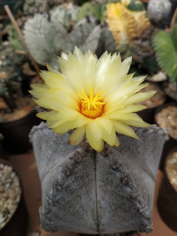 Astrophytum coahuilense 2