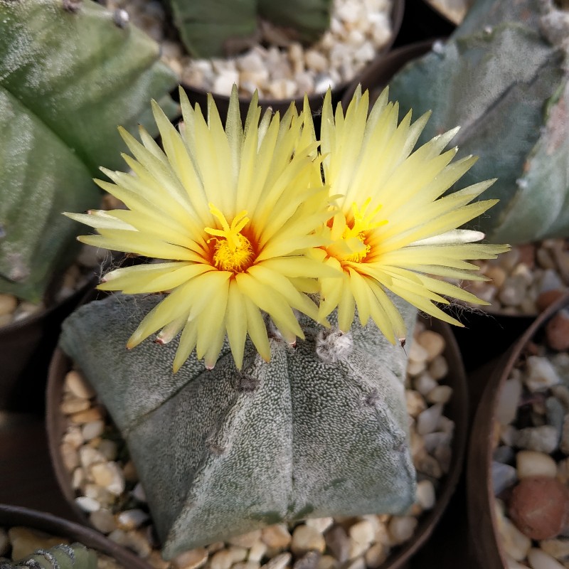 Astrophytum coahuilense 1