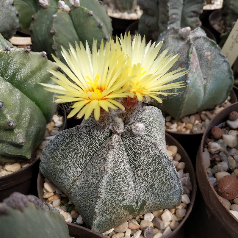 Astrophytum coahuilense 1