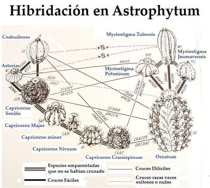 Hibridación en Astrophytum.jpg