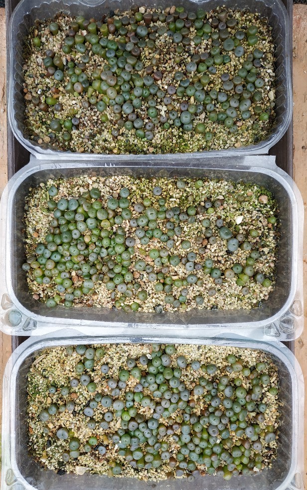 Semillero de Lithops