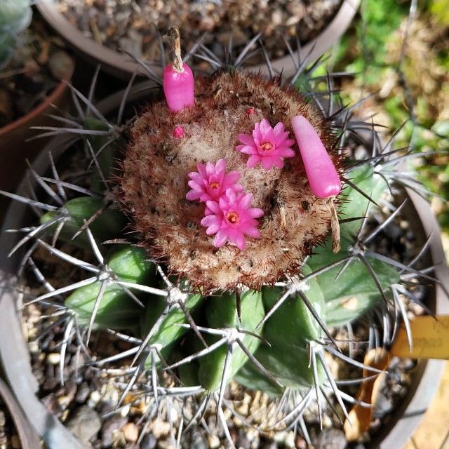 Melocactus violaceus