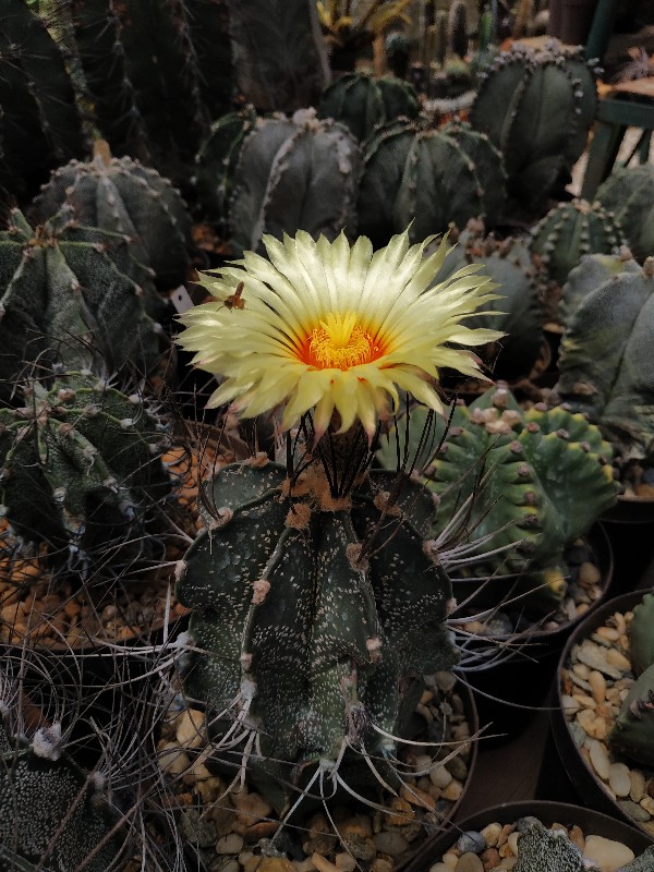 Astrophytum capricorne