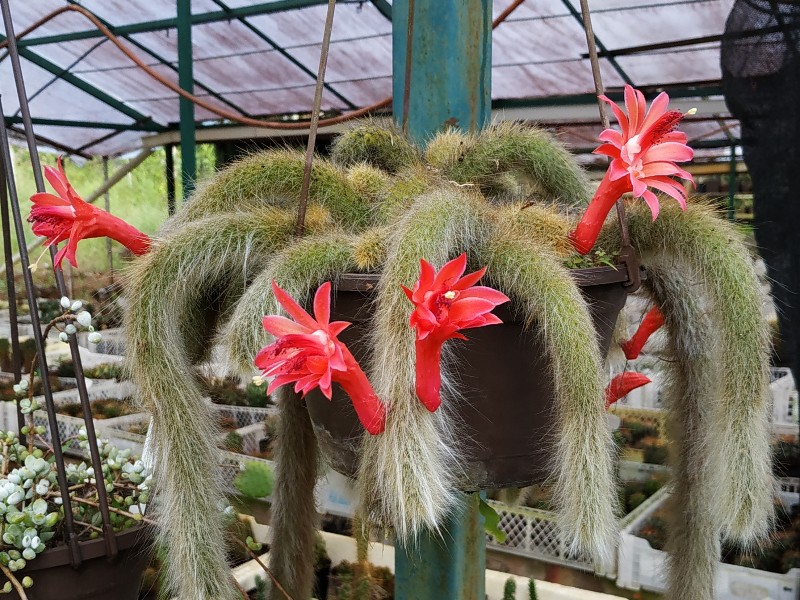 Cleistocactus  winteri ssp colademononis