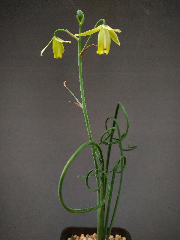 Albuca spiralis