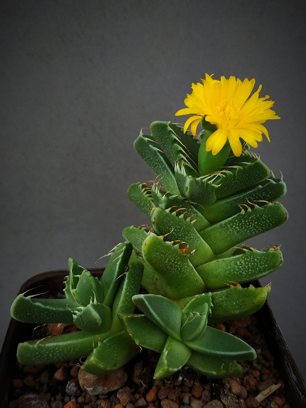 Faucaria tigrina