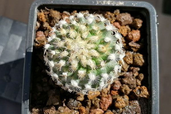 Foro-cactus-1.jpg