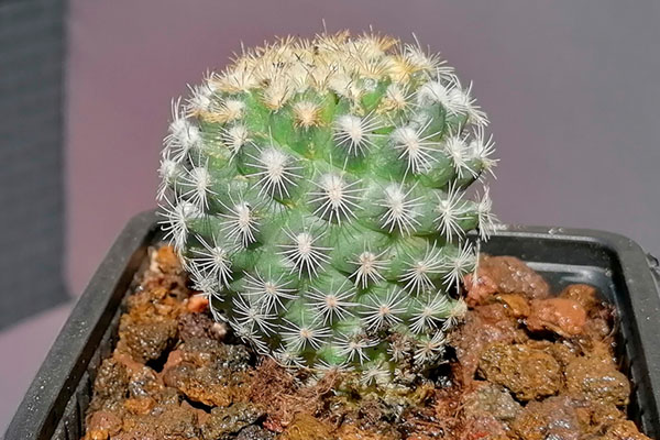Foro-cactus-2.jpg
