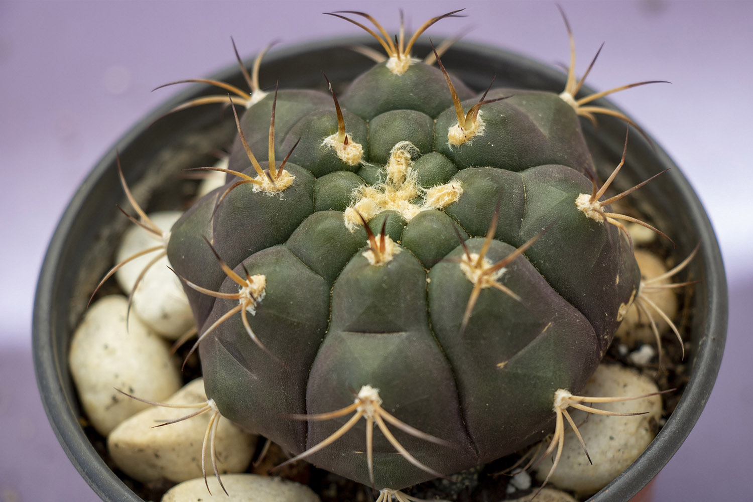 82-Gymnocalycium saglionis.jpg