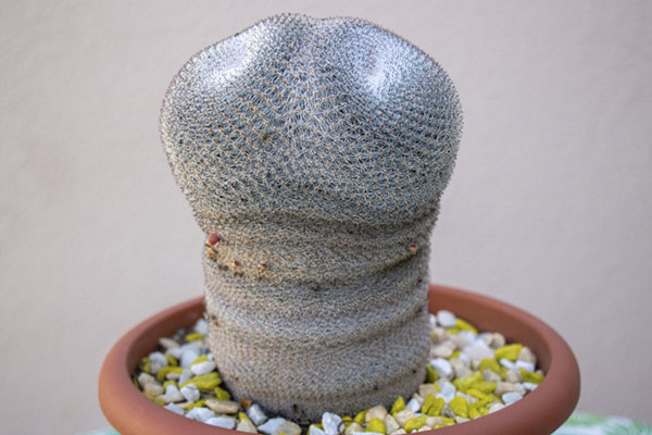 39-Mammillaria elegans.jpg