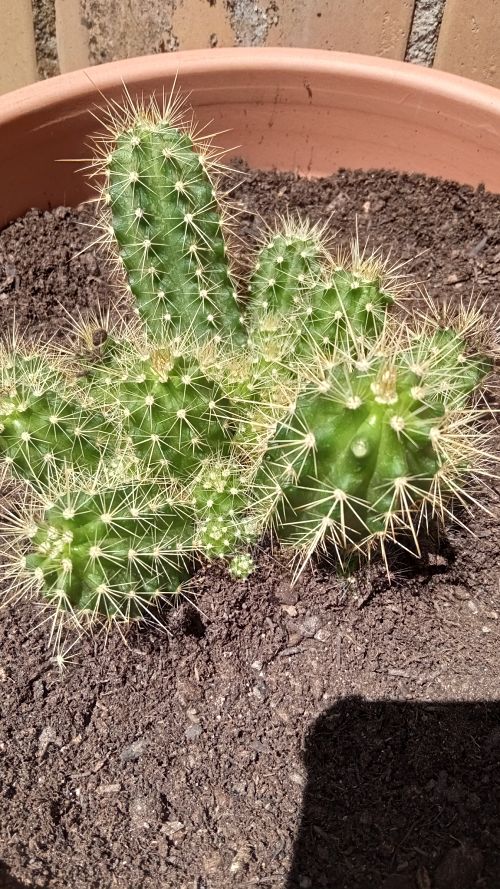 185 Echinocereus (coccineus o viereckii o scheerii -_opt.jpg