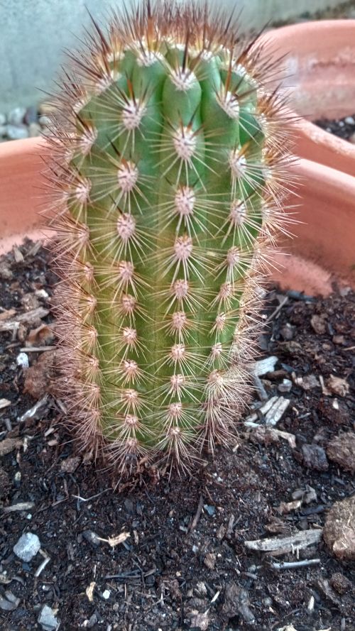 182 -Weberbauerocereus fascicularis_opt.jpg