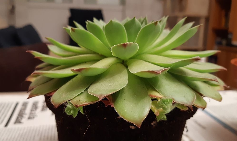 echeveria_993x591.jpg