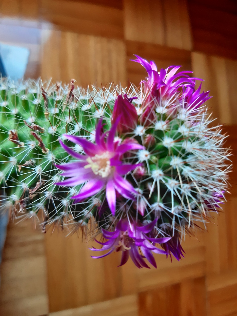 20210317_153545_Easy-Resize.com.jpg