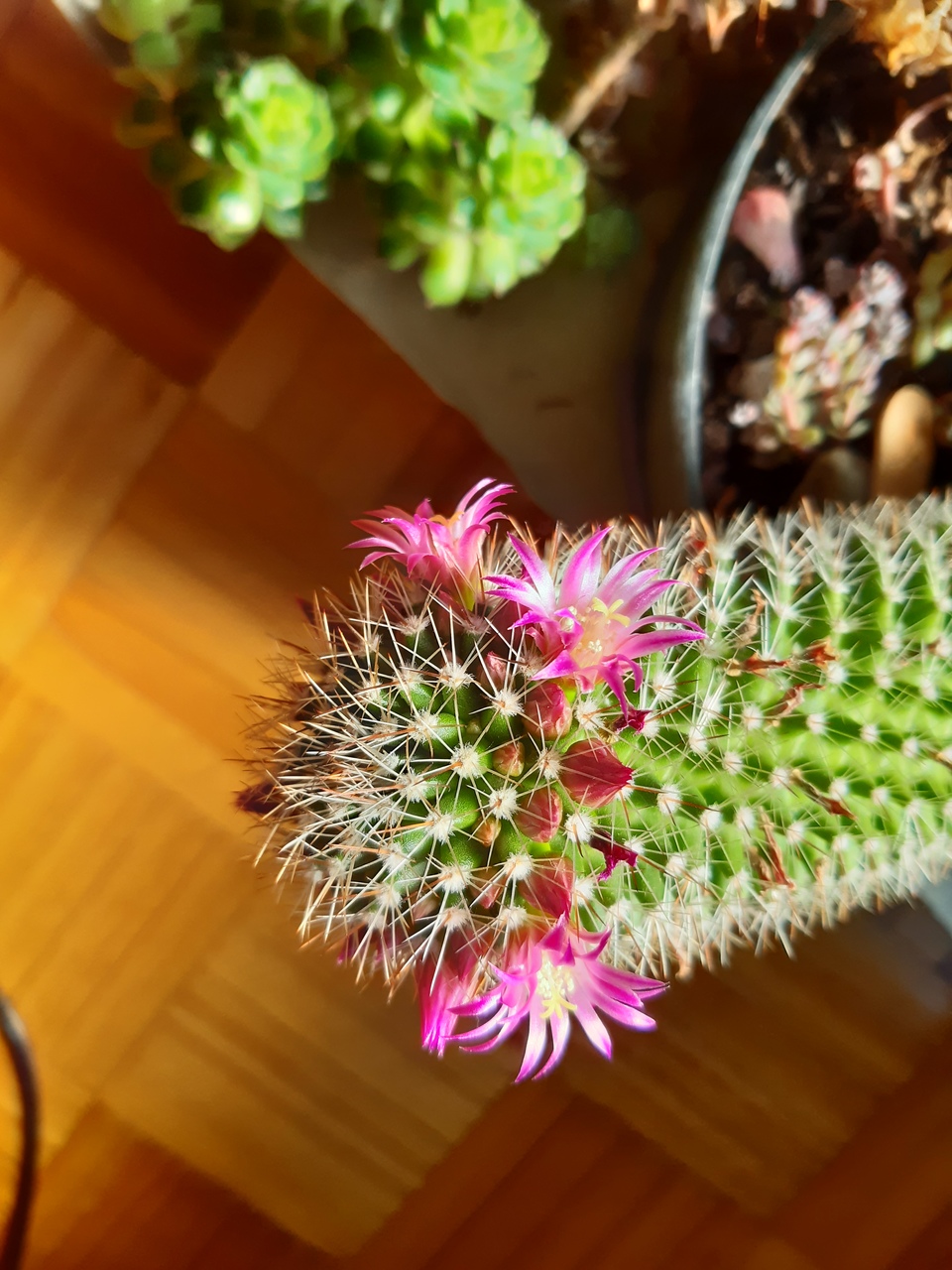 20210316_101215_Easy-Resize.com.jpg
