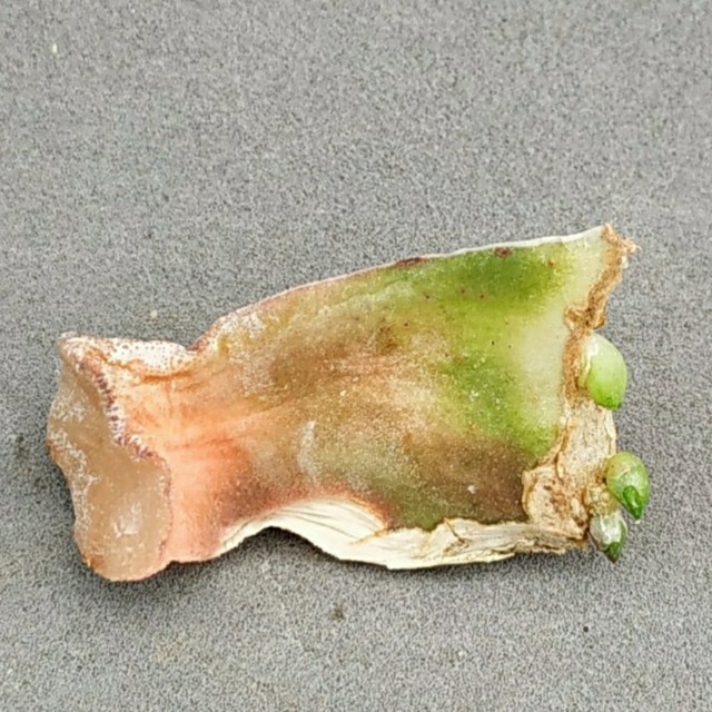 Haworthia  truncata ssp maughanii