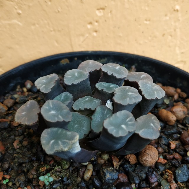 Haworthia truncata ssp maughanii