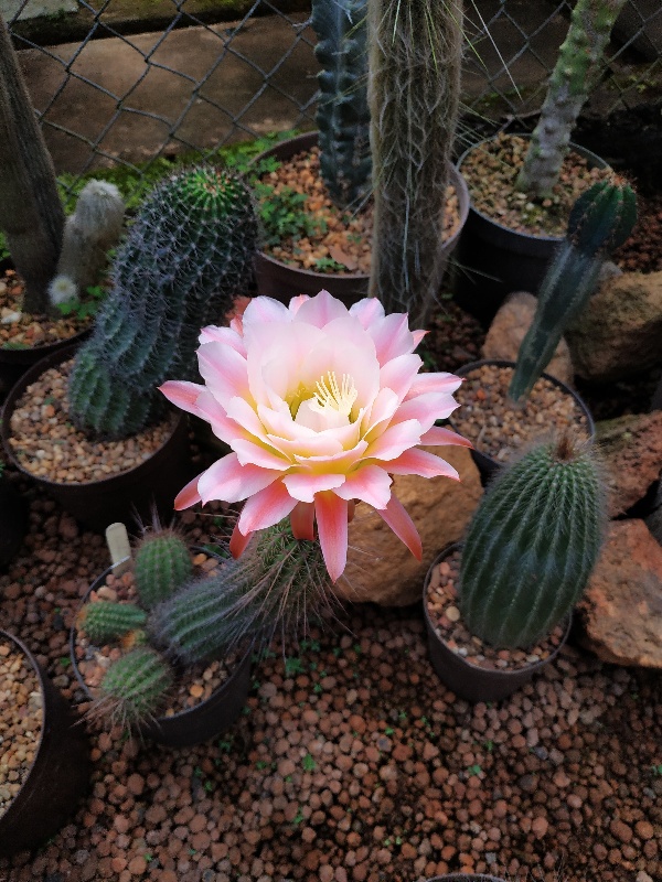 Trichocereus híbrido &quot; First Light&quot;